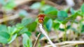 Close up of red Dragonfly in the field Royalty Free Stock Photo