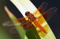 Red dragonfly on leaf