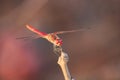 Close-up of a red dragonfly perched on a leafless twig Royalty Free Stock Photo