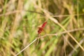 Closeup of red dragonfly resting on a branch frontal view with selective focus on foreground Royalty Free Stock Photo