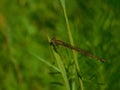 Red Dragonfly resting on grass blade Royalty Free Stock Photo