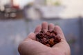 Close Up of Red dried jujube in hand also known as Chinese date, ber, Chinee apple, jujube, Indian plum, Regi pandu, Indian jujube Royalty Free Stock Photo