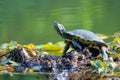 Red-Eared Slider