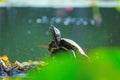 Red-Eared Slider