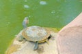 Red-Eared Slider