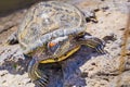 Close up of Red-eared Slider Trachemys scripta elegans turtle sunbathing, California Royalty Free Stock Photo