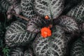 Close-up red Episcia cupreata or Flame violet flower at the bottom of the leaves with beautiful leaves in the garden.Top view of b