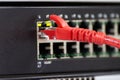 Close-up a red ethernet cable into a network switch or router Royalty Free Stock Photo