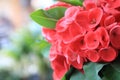 Close up of Red euphorbia milii or Crown of thorns flower