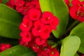 Close Up Red Euphorbia Milii Desmoul with Green leaves