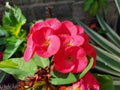 Close-up of red euphorbia milii flowers in the garden