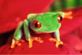 Close up of an Red-Eyed Green Treefrog, Agalychnis callidryas Royalty Free Stock Photo