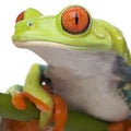 Close-up on a Red-eyed Tree Frog - Agalychnis call Royalty Free Stock Photo