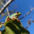 Close up of red eyed tree frog on leaf, created using generative ai technology Royalty Free Stock Photo