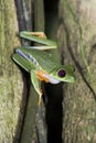 Close Up of Red Eyed Tree Frog in Nighttime Jungle Royalty Free Stock Photo
