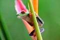 Close up of a red eyed tree frog