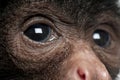 Close-up of Red-faced Spider Monkey, Ateles paniscus Royalty Free Stock Photo