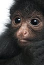 Close-up of Red-faced Spider Monkey, Ateles paniscus, 3 months old Royalty Free Stock Photo