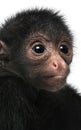 Close-up of Red-faced Spider Monkey, Ateles paniscus, 3 months old Royalty Free Stock Photo