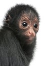 Close-up of Red-faced Spider Monkey, Ateles paniscus, 3 months old Royalty Free Stock Photo