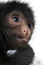 Close-up of Red-faced Spider Monkey, Ateles paniscus, 3 months old Royalty Free Stock Photo