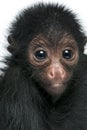 Close-up of Red-faced Spider Monkey, Ateles paniscus, 3 months old Royalty Free Stock Photo