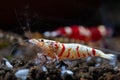 Close up red fancy tiger dwarf shrimp with main white color on aquatic soil with other dwarf shrimp in fresh water aquarium tank.