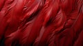A close up of red feathers