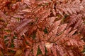 Close up of red fern leaves in autumn, background image Royalty Free Stock Photo