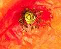 close up of red field poppy flower head water dew droplets Papaver rheas Royalty Free Stock Photo