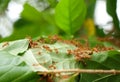 Red fire ants building nest. Ant nest with leaf on mango tree. Royalty Free Stock Photo