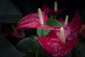 Close-up of Red Flamingo flowers (Anthurium) blooming in a dark background. Royalty Free Stock Photo