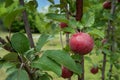 Close-up of red-flesh apple covered by water drops and growing on branch Royalty Free Stock Photo