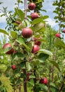 Close-up of red-flesh apple tree variety with fruits on branches Royalty Free Stock Photo