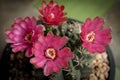 Close up red flowe gymnocalycium baldianum cactus