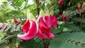 Close-up red flower agasta, sesbania grandiflora