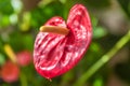 Close up red flower of anthurium flower with big green leaf in front of white curtain in living room in sunlight, Germany Royalty Free Stock Photo