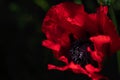 Close-up of the red flower of blue poppy. IN the middle the pollen with the pistil. The background is dark and green, suggesting Royalty Free Stock Photo