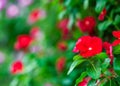 Close up red flower and blur background