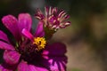 Close up red flower on blurred nature background