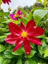 A close-up of a red flower with bright petals. Green leaves surround her Royalty Free Stock Photo