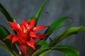 Close-up of red flower of Bromelia Guzmania houseplant. Flowering indoor plant. Home gardening.