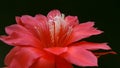 Close up red flower Disocactus ackermannii Royalty Free Stock Photo