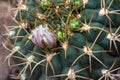 Close up red flower of gymnocalycium baldianum cactus Royalty Free Stock Photo