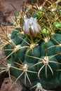 Close up red flower of gymnocalycium baldianum cactus. Botanical garden, Tuebingen Royalty Free Stock Photo