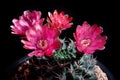 Close up red flower of gymnocalycium baldianum cactus