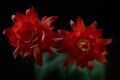 close up red flower of gymnocalycium baldianum cactus Royalty Free Stock Photo