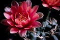 Close up red flower of gymnocalycium cactus