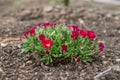 Close up of red flower ice plant Jewel of the Desert Garnet in Royalty Free Stock Photo