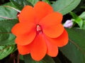 Red flower Impatiens walleriana or Impatiens balsamina